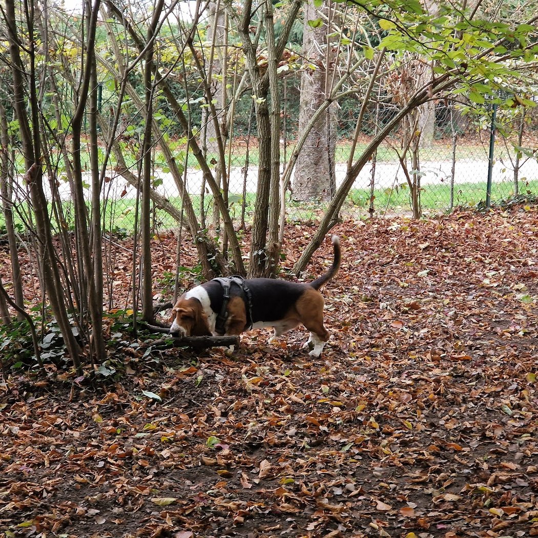 Parc canin 1